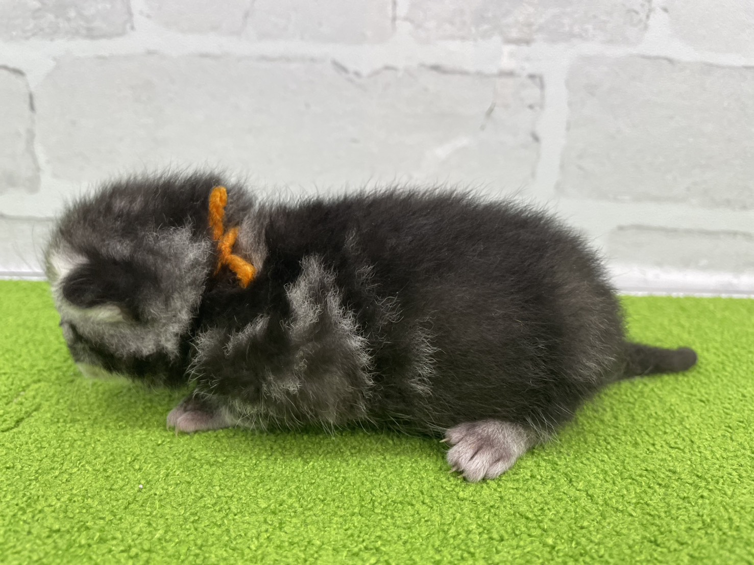 赤ちゃん写真1-2