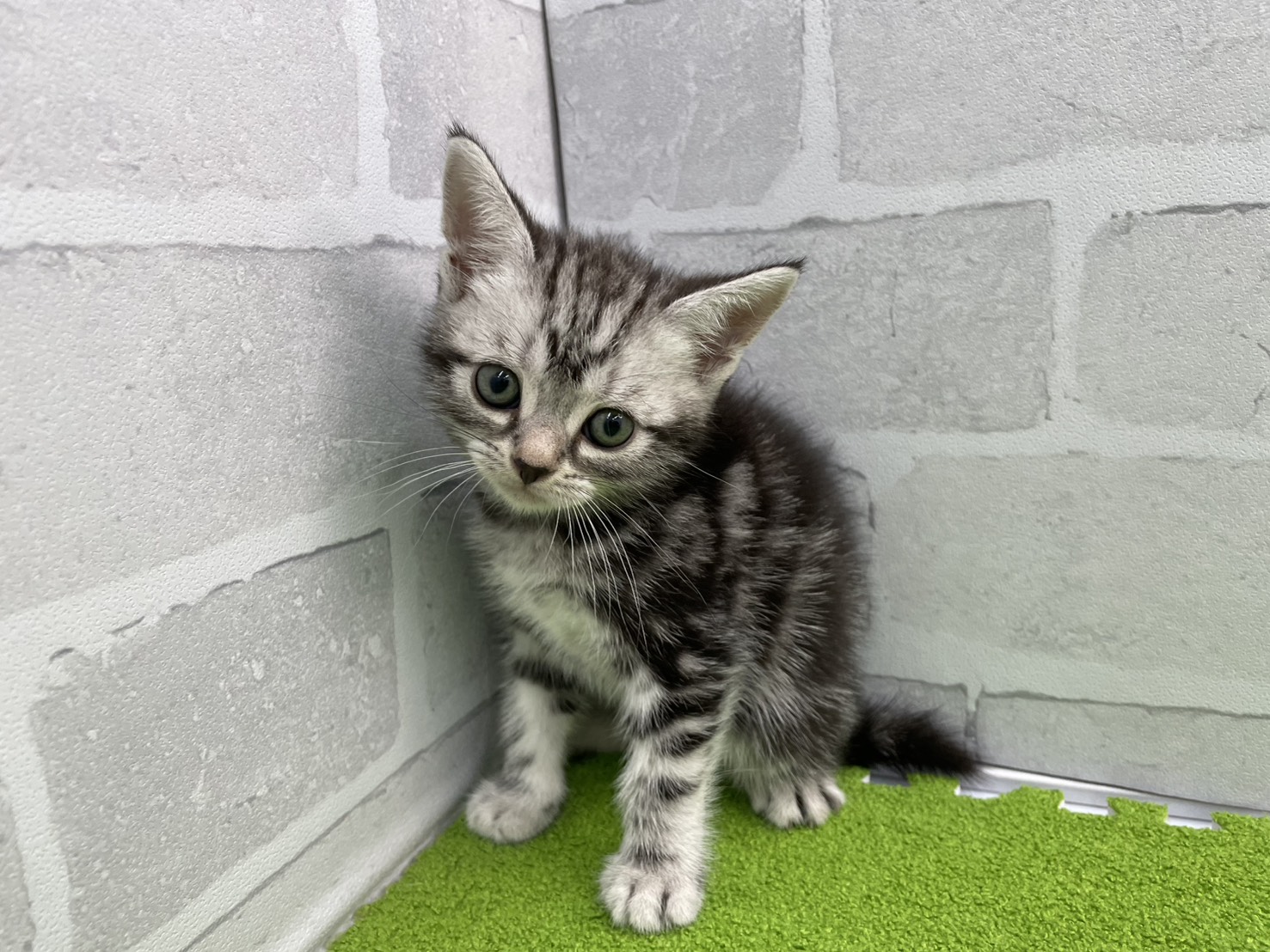 アメリカンショートヘアー