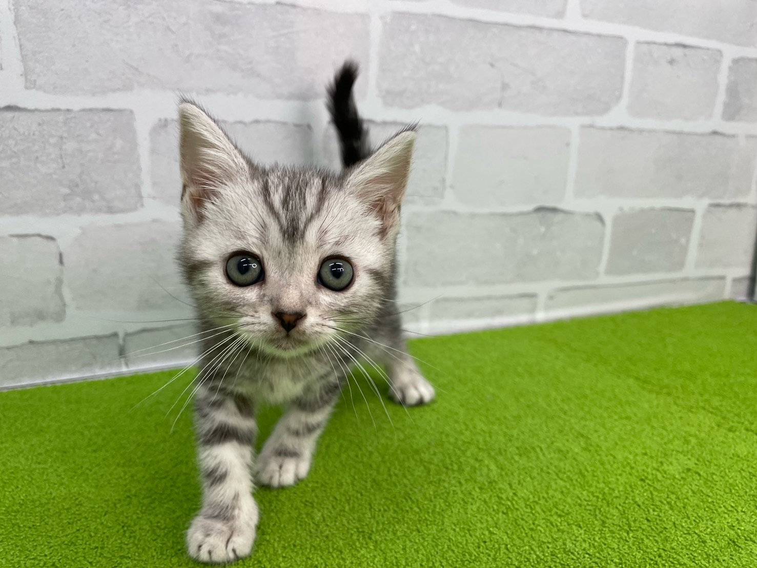 アメリカンショートヘアー