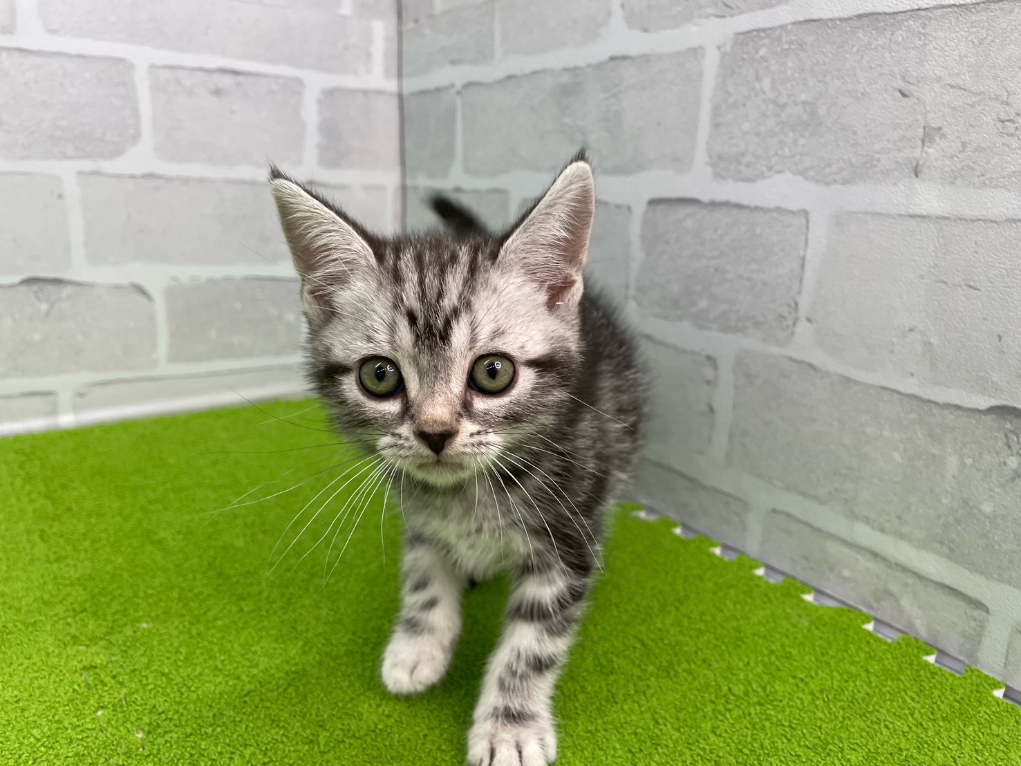 アメリカンショートヘアー