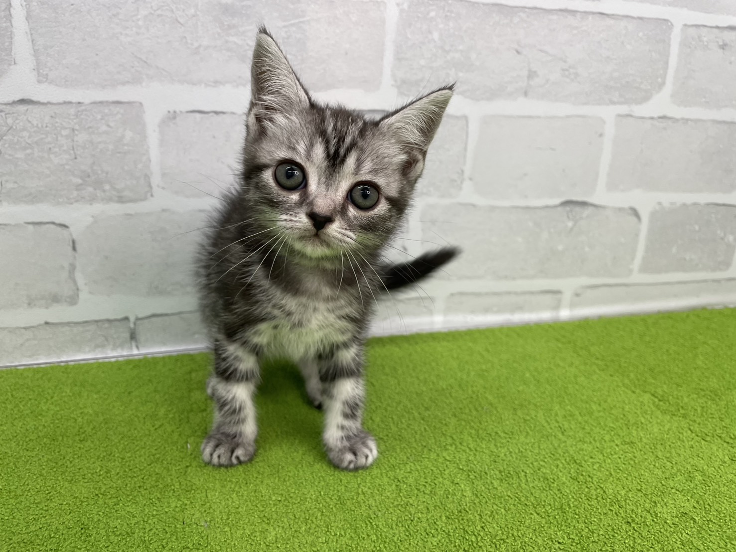 アメリカンショートヘアー