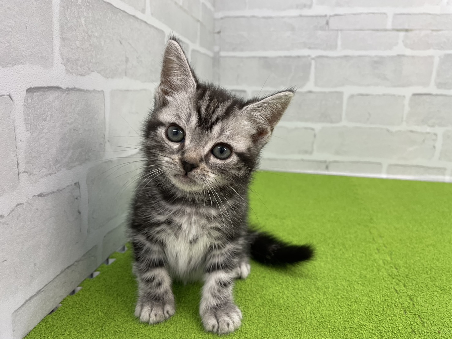 アメリカンショートヘアー