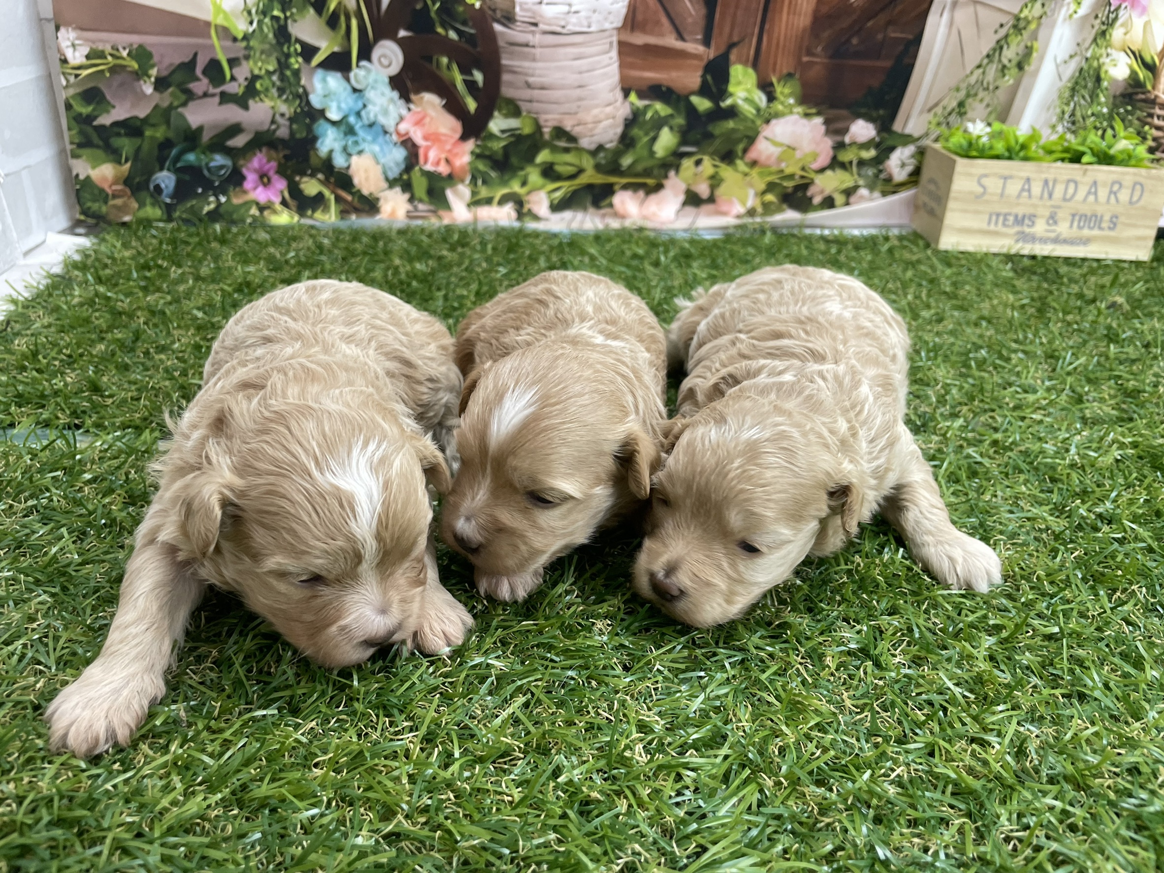 赤ちゃん写真1-3
