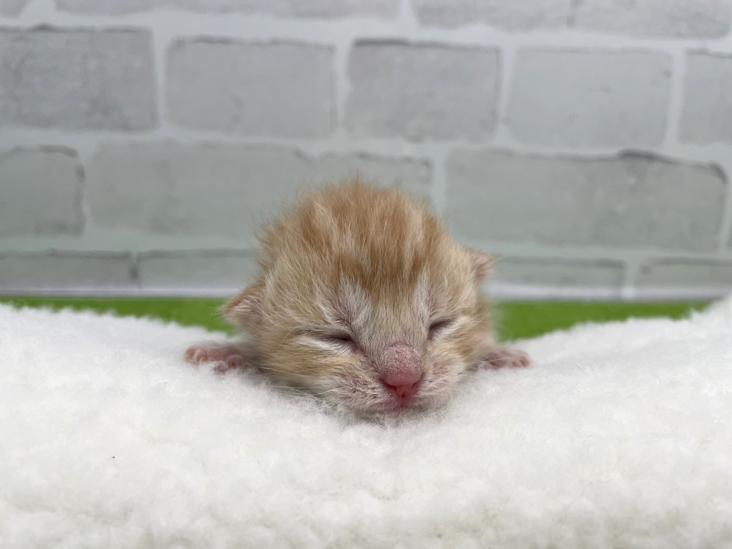 アメリカンショートヘアー