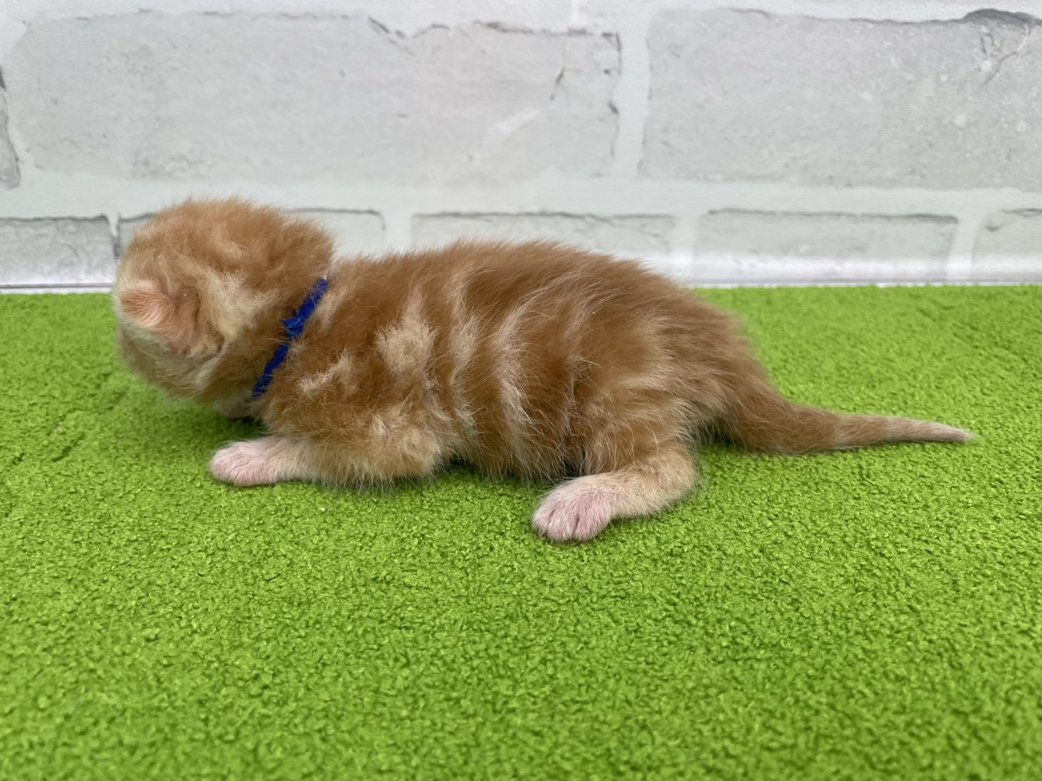 赤ちゃん写真1-2