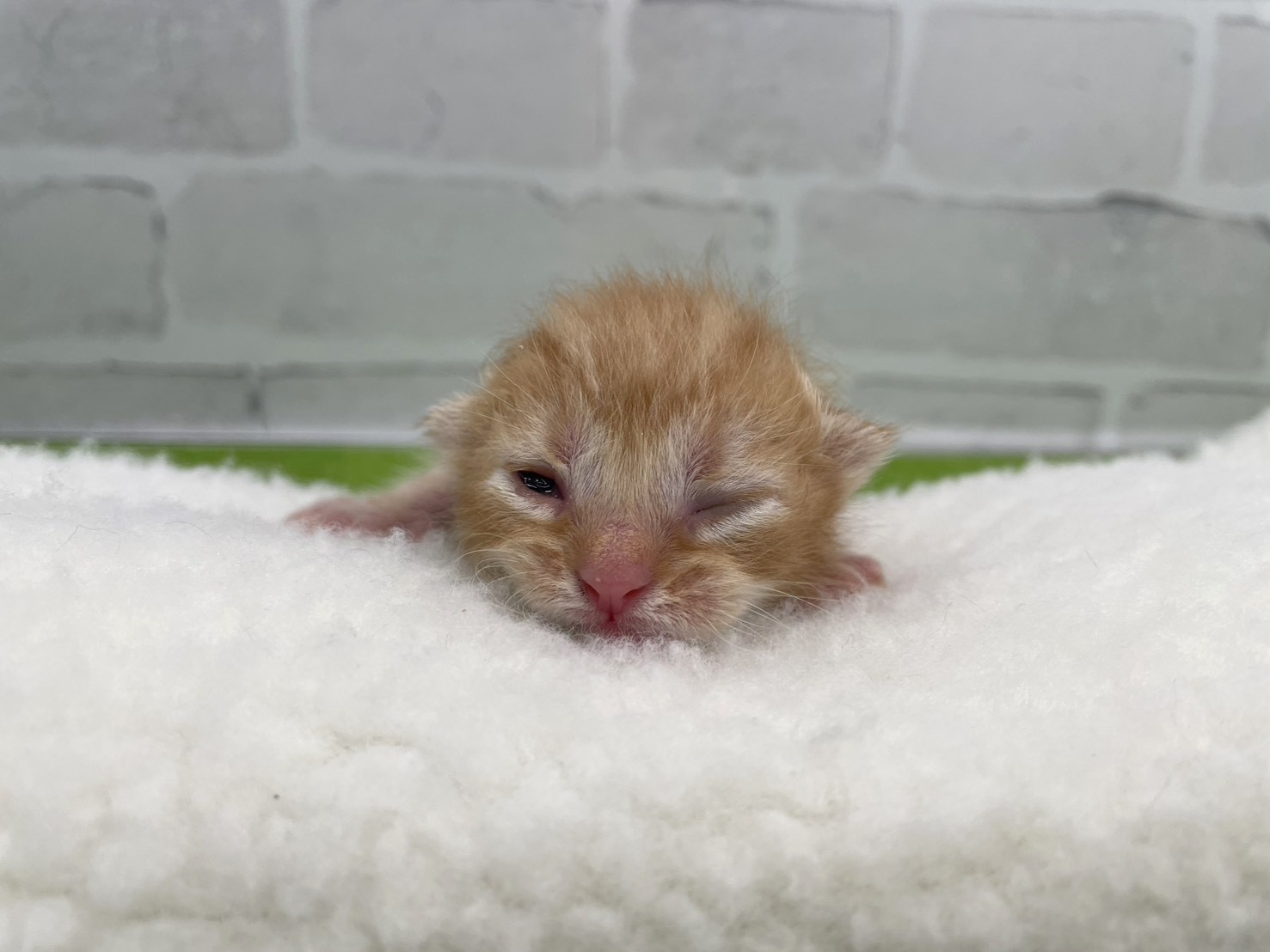アメリカンショートヘアー
