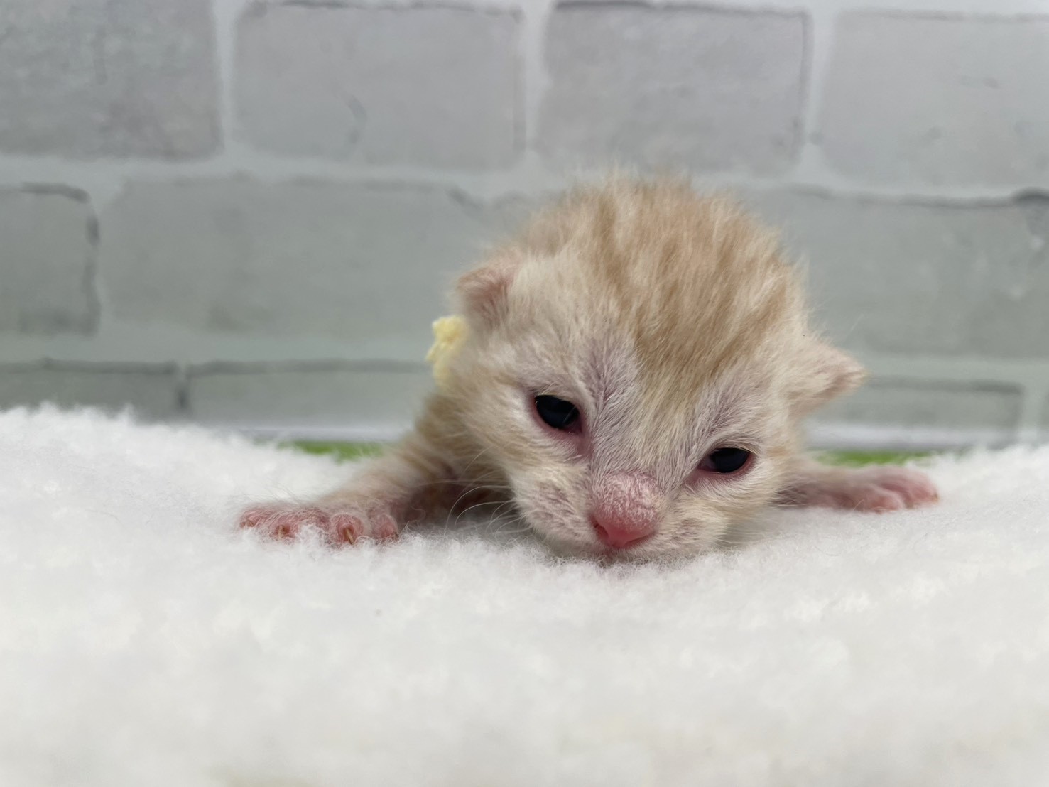 アメリカンショートヘアー