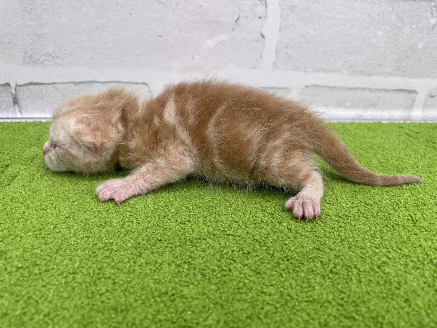 赤ちゃん写真1-2
