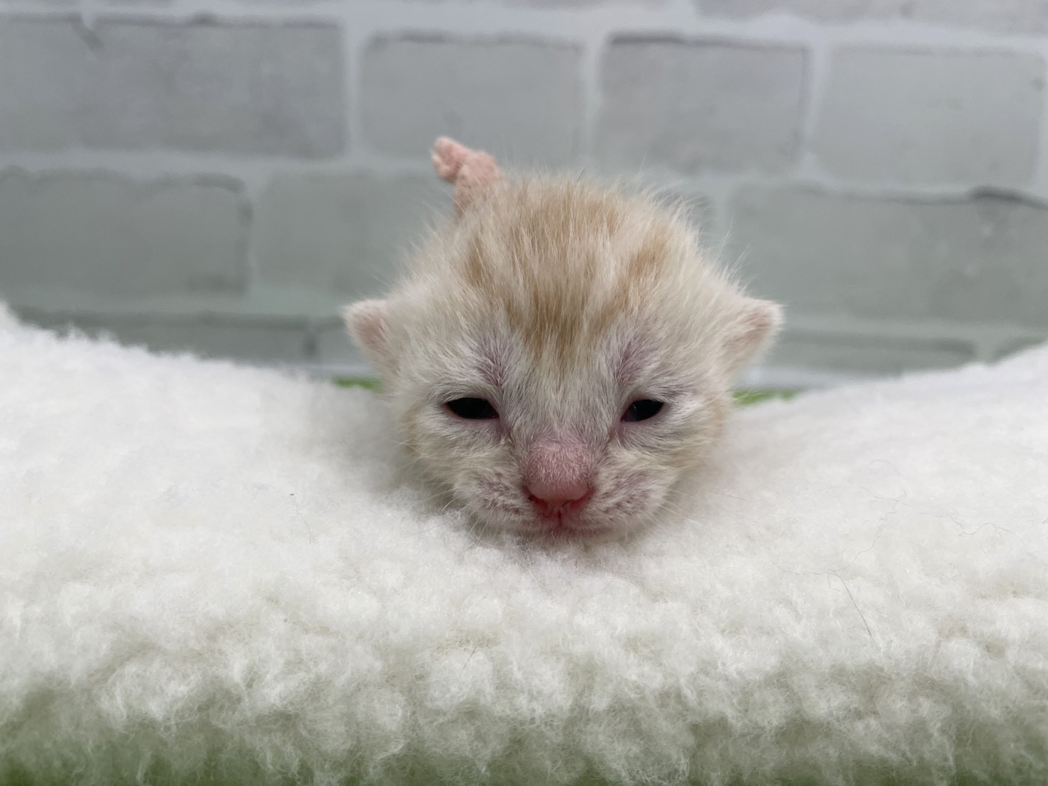 アメリカンショートヘアー