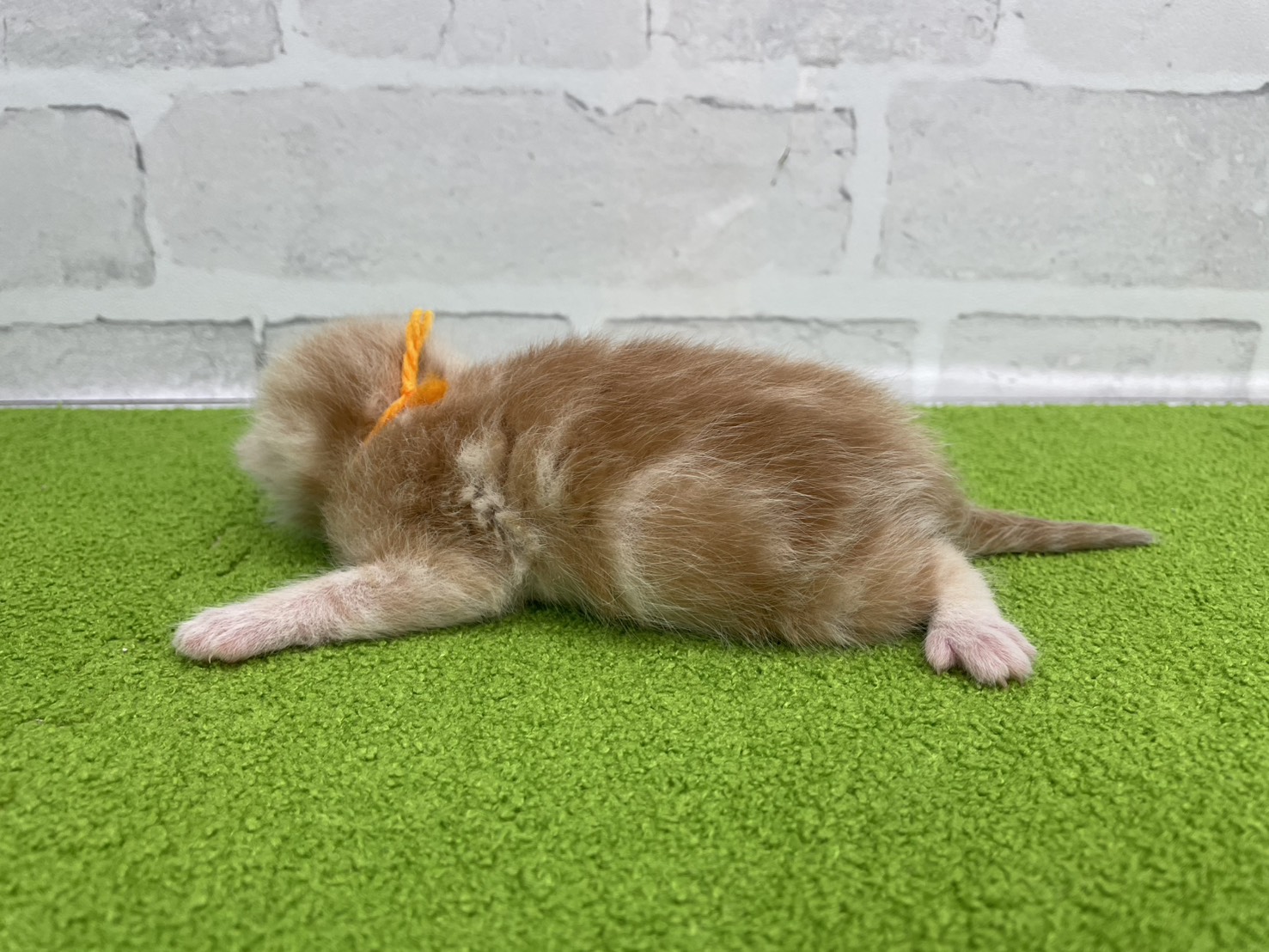 赤ちゃん写真1-2