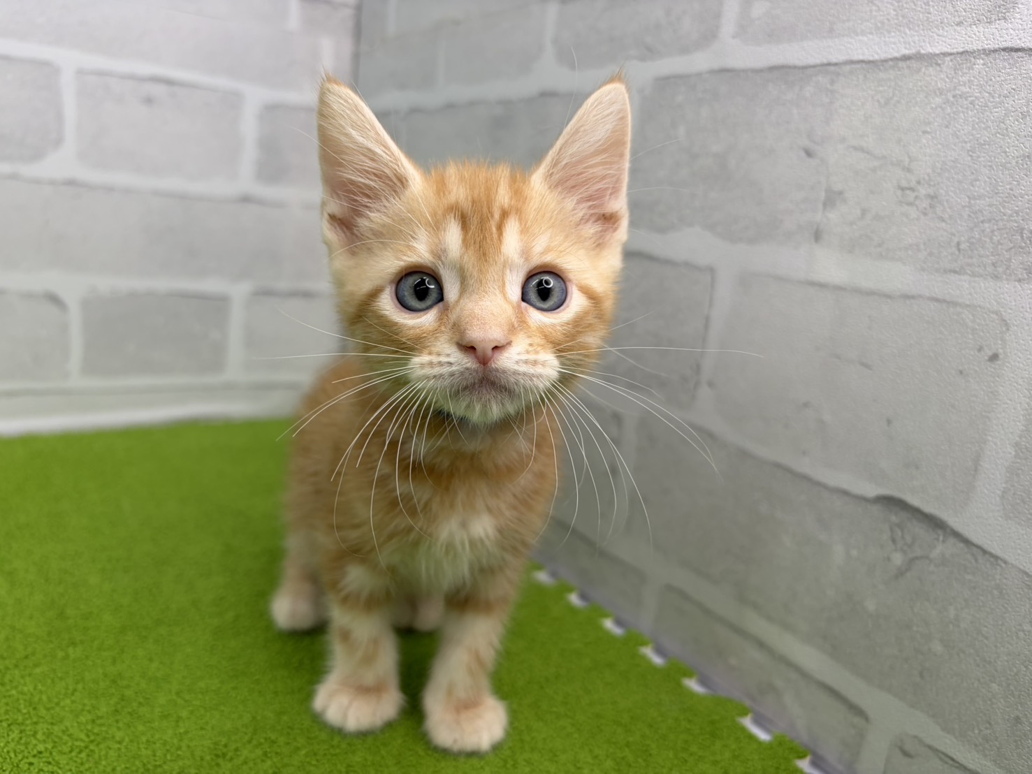 アメリカンショートヘアー