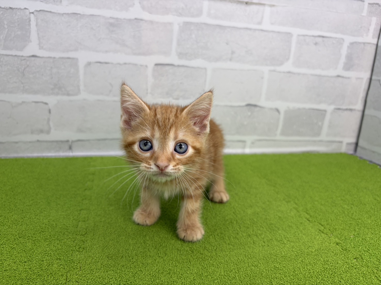 アメリカンショートヘアー