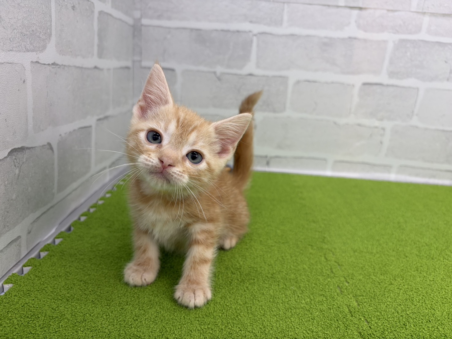 アメリカンショートヘアー