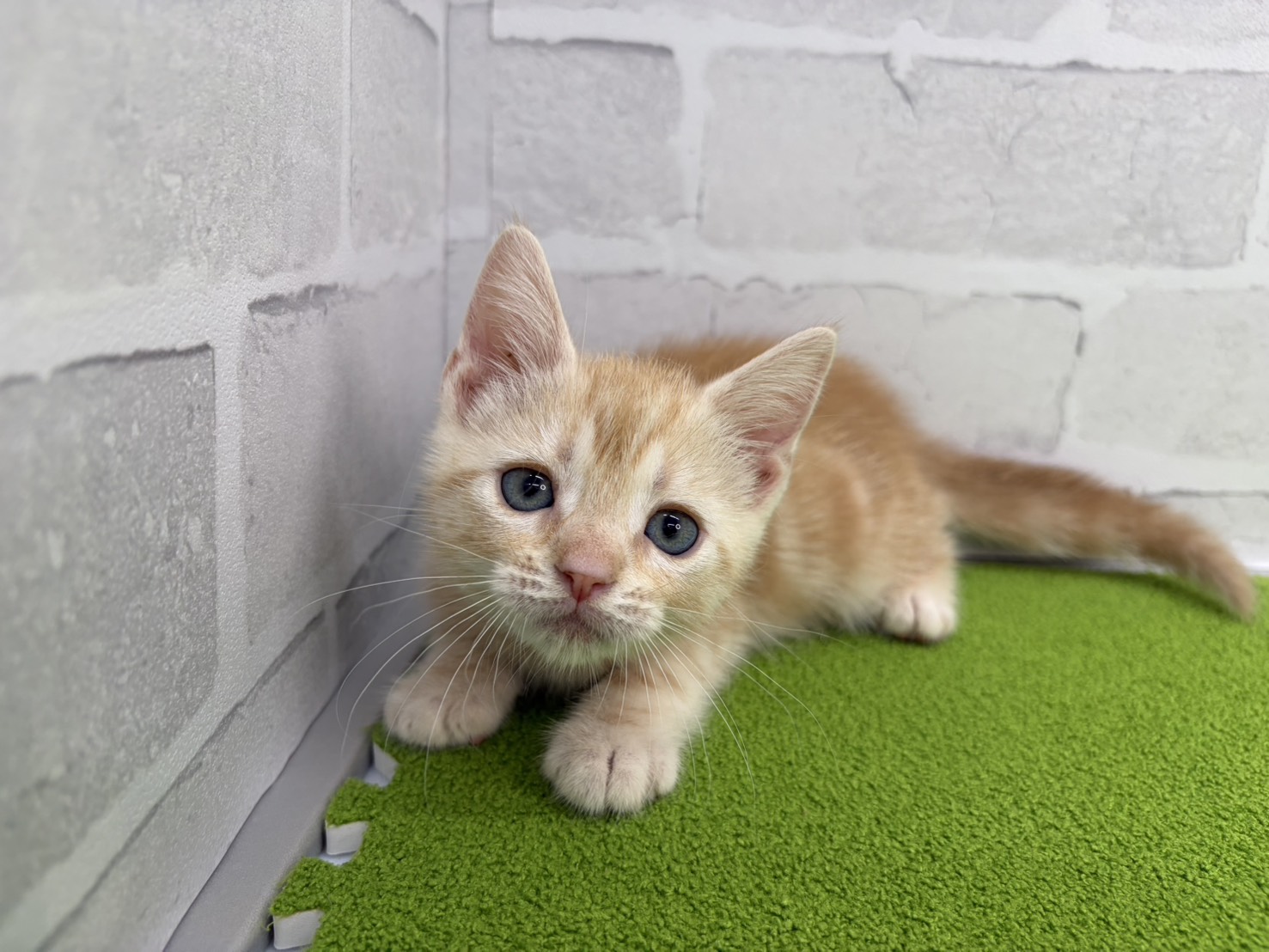 アメリカンショートヘアー