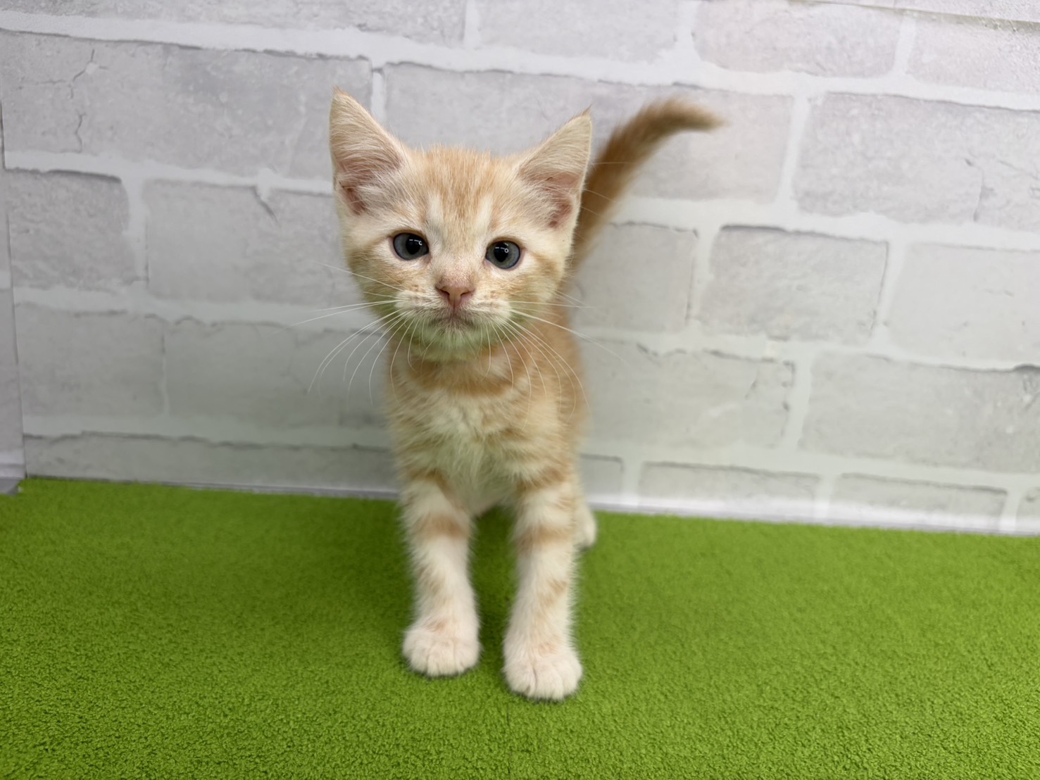 アメリカンショートヘアー