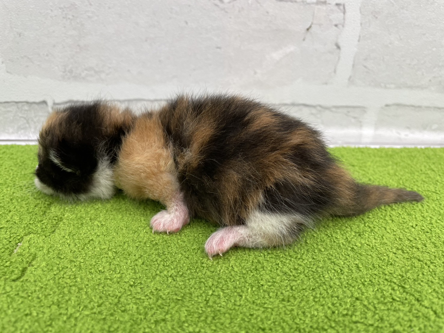 赤ちゃん写真1-2