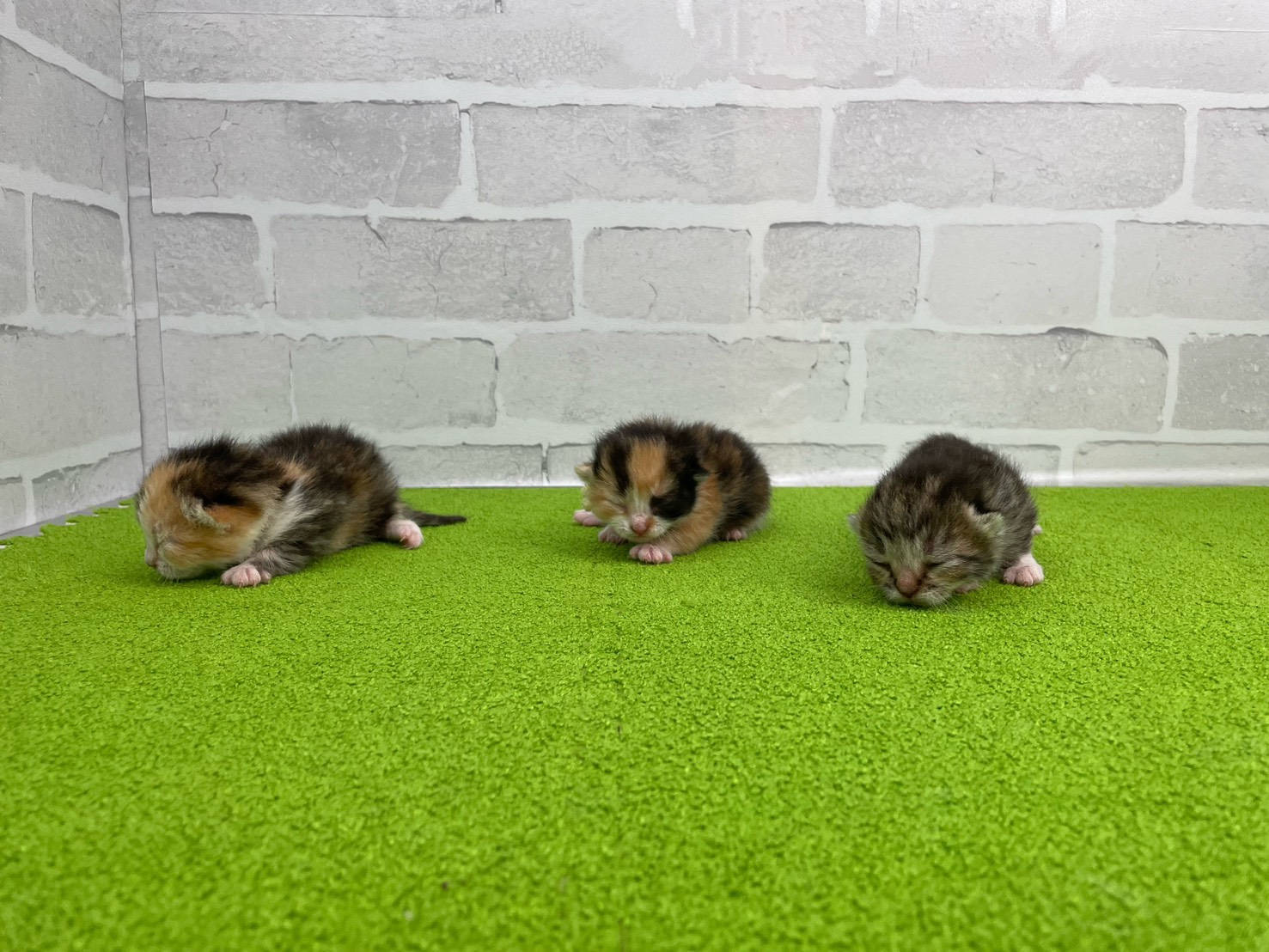 赤ちゃん写真1-3