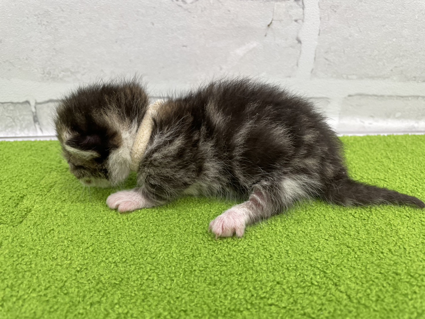 赤ちゃん写真1-2