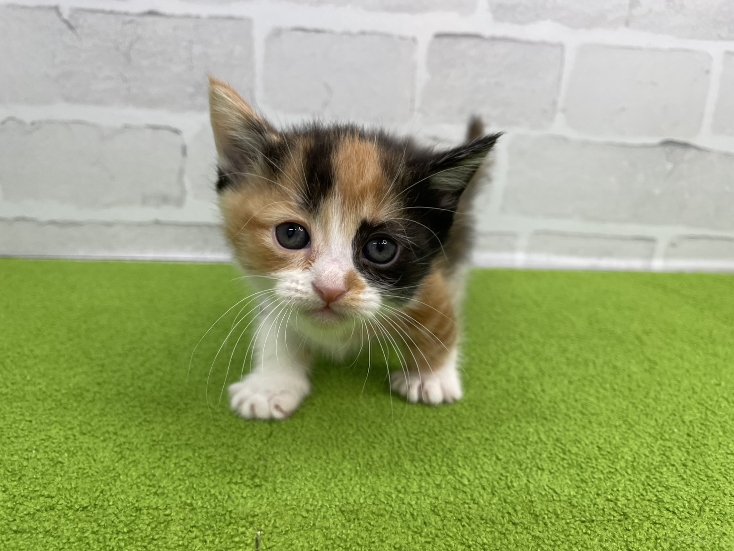 赤ちゃん写真2-1