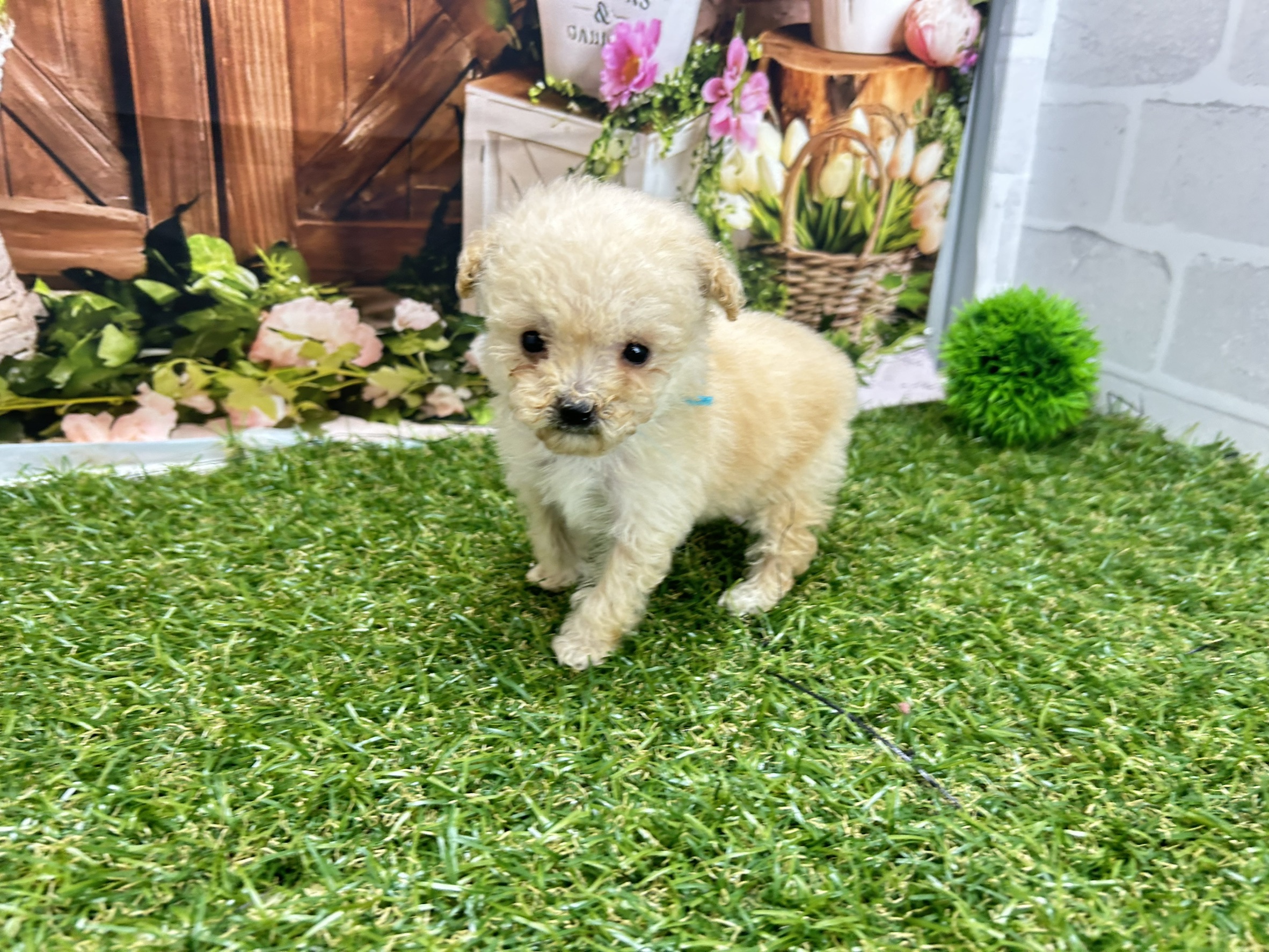 トイ・プードル