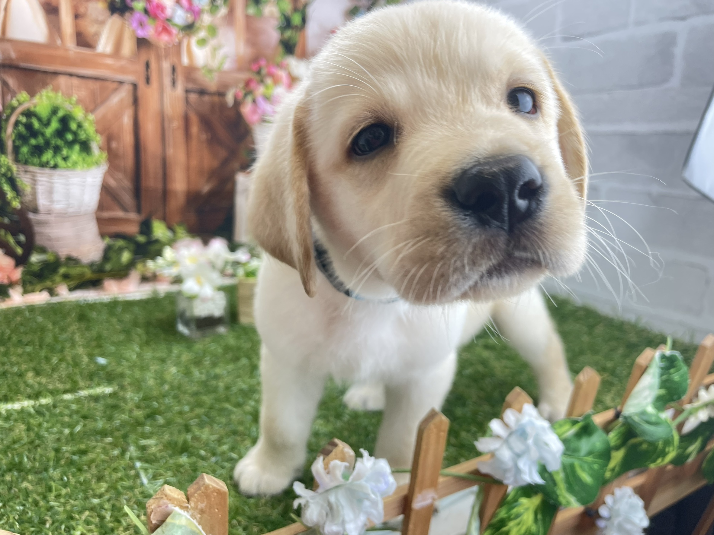 ラブラドール・レトリバー