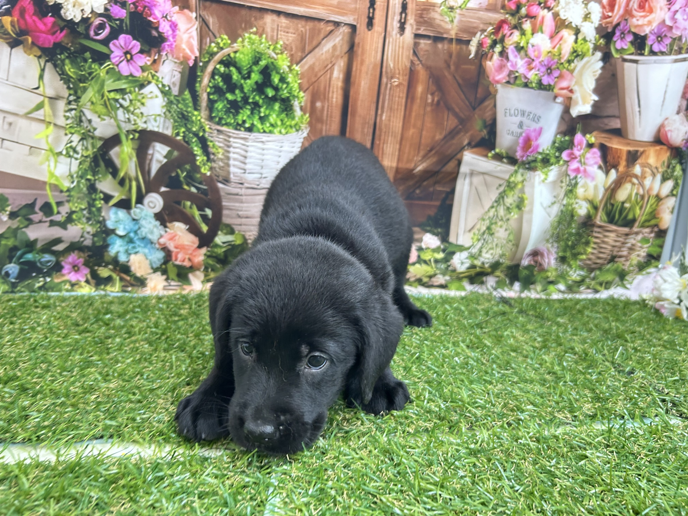 ラブラドール・レトリバー