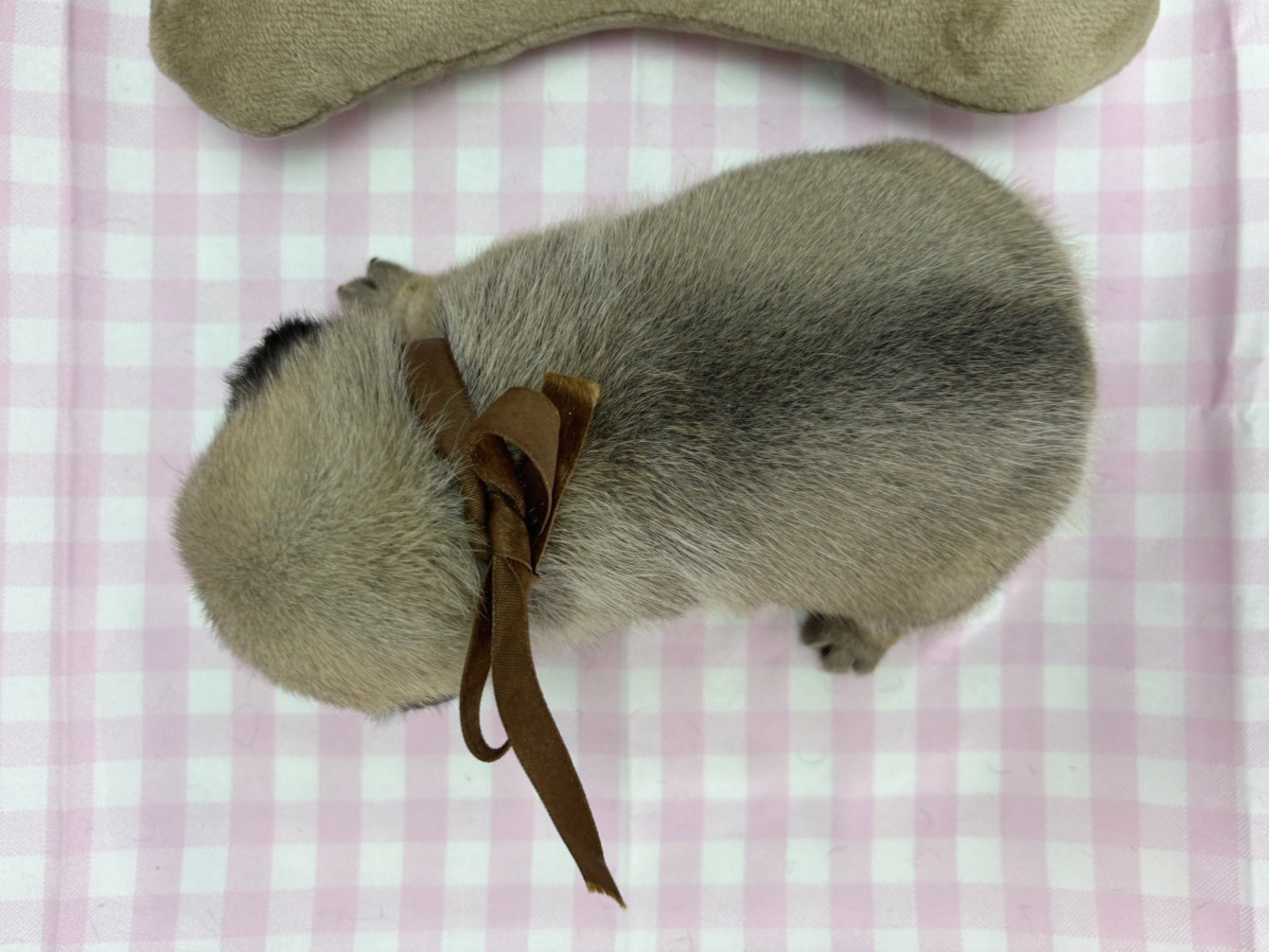 パグの子犬（オス♂） 札幌東店｜ペットショップCoo＆RIKU