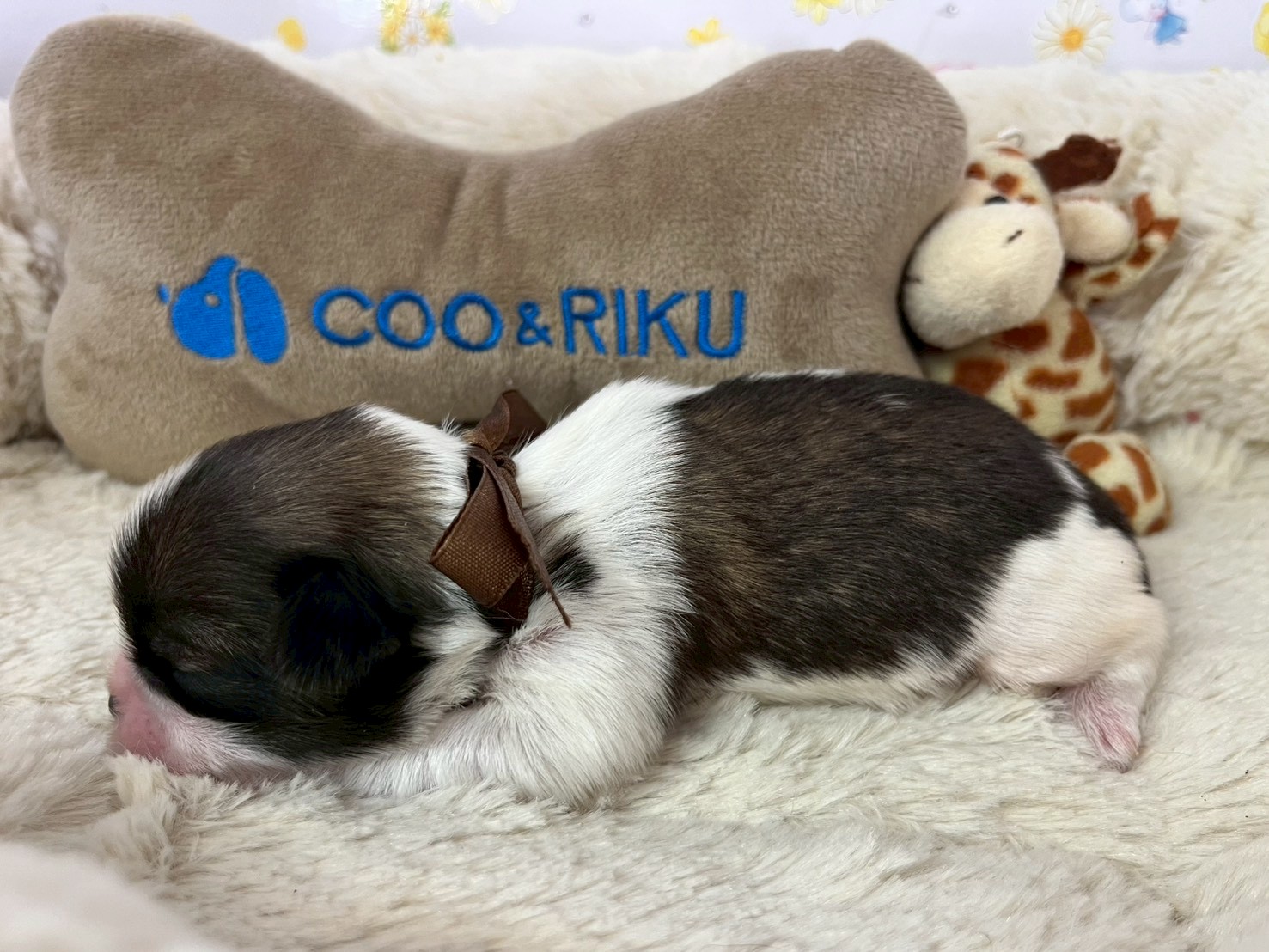 赤ちゃん写真1-2