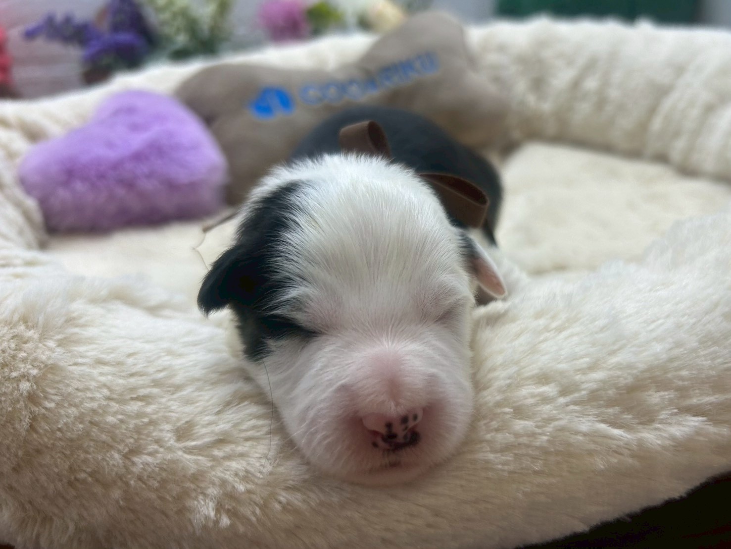 ボーダーコリー