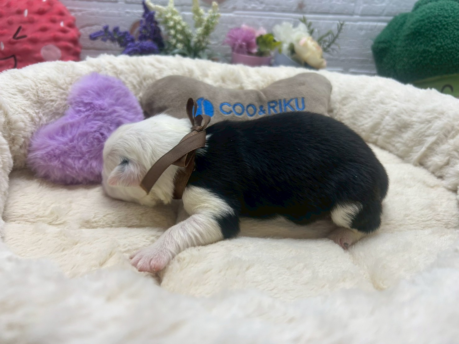 赤ちゃん写真1-2