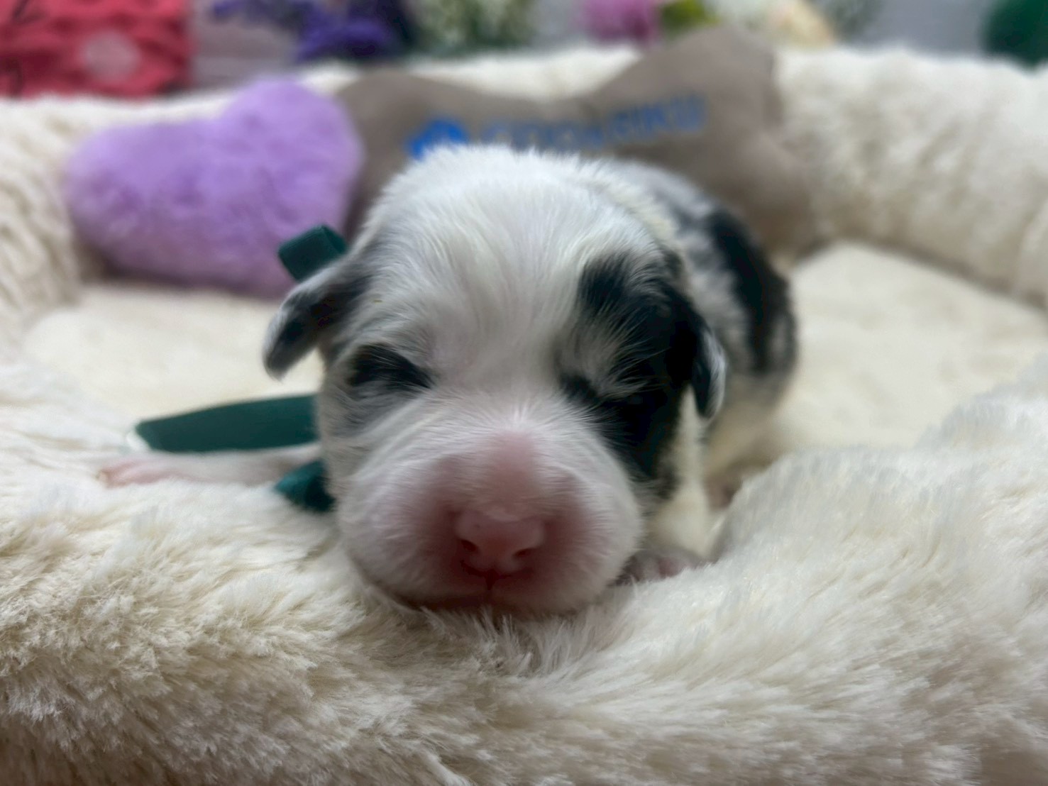 ボーダーコリー