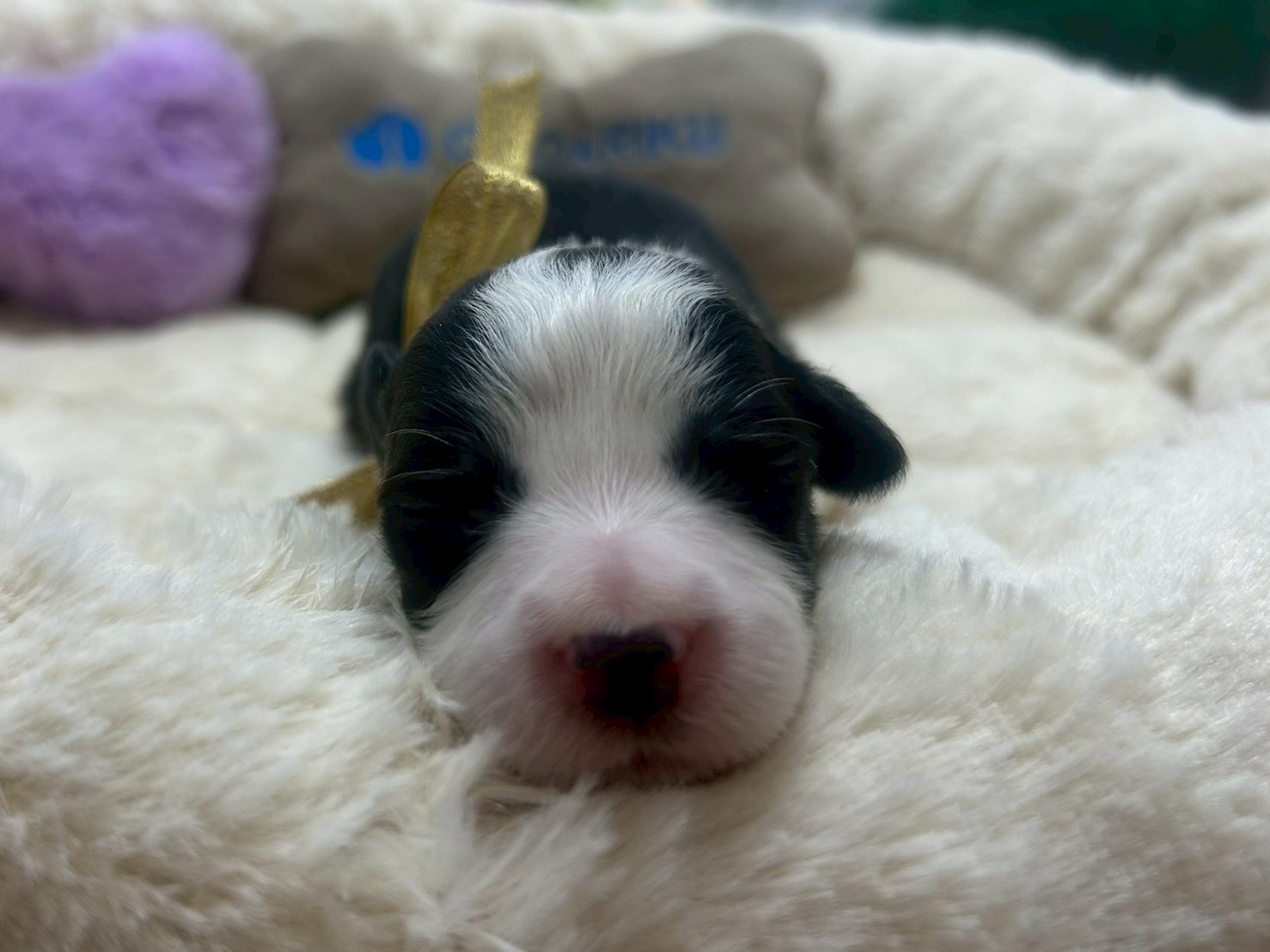 ボーダーコリー