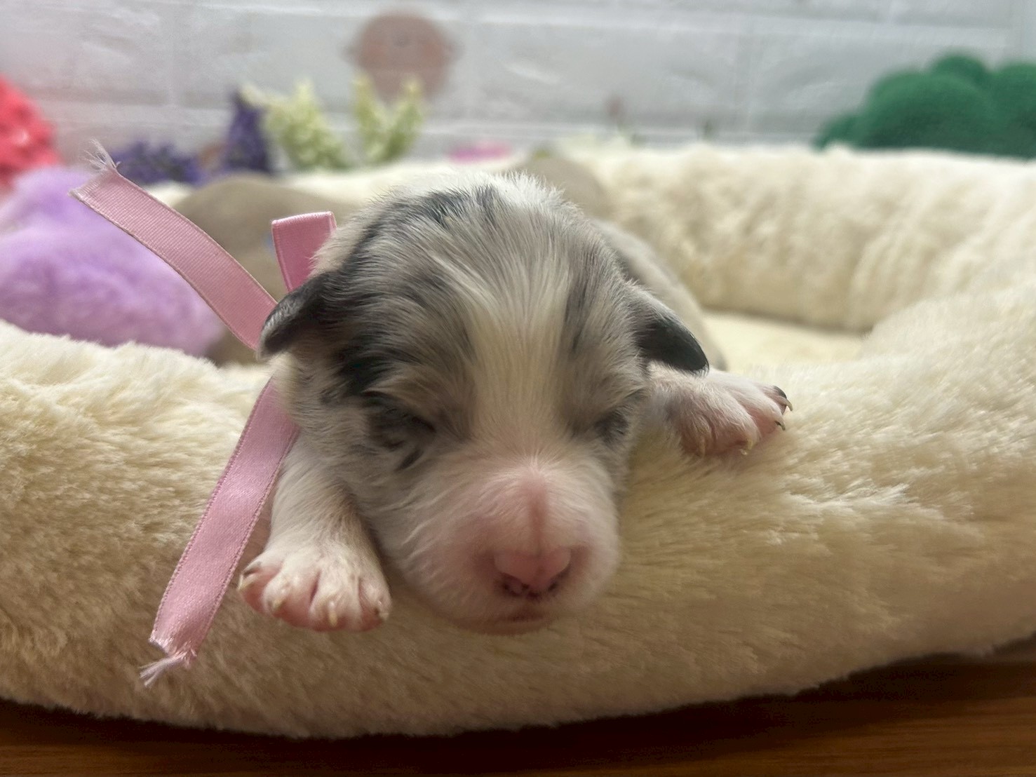 ボーダーコリー