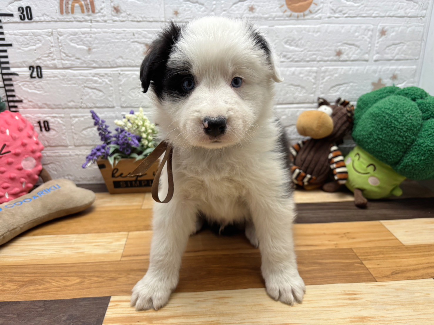 ボーダーコリー