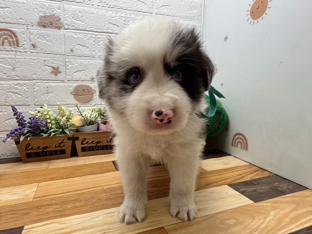 ボーダーコリー