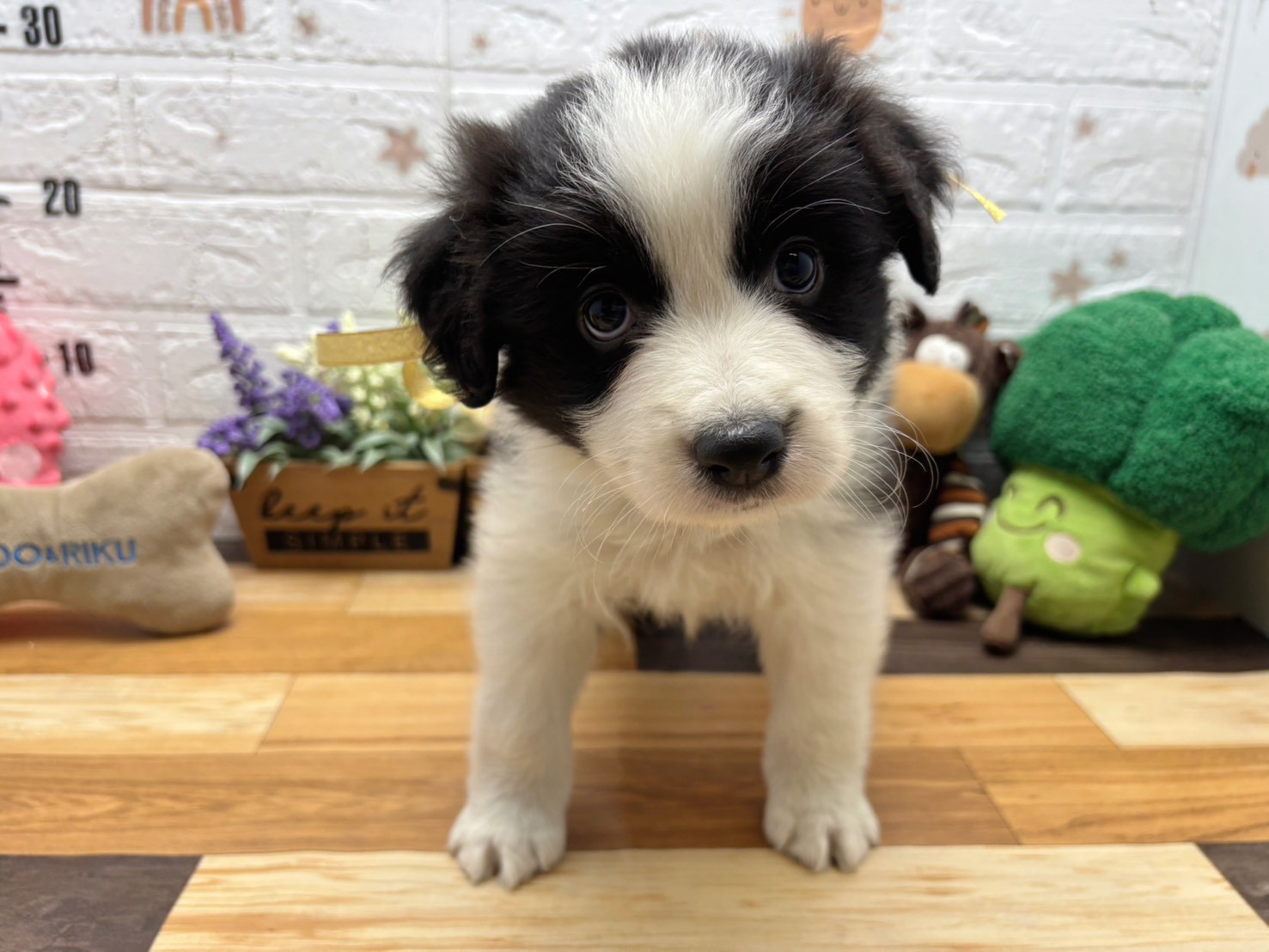 ボーダーコリー