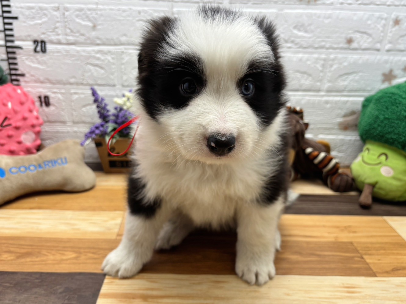 ボーダーコリー