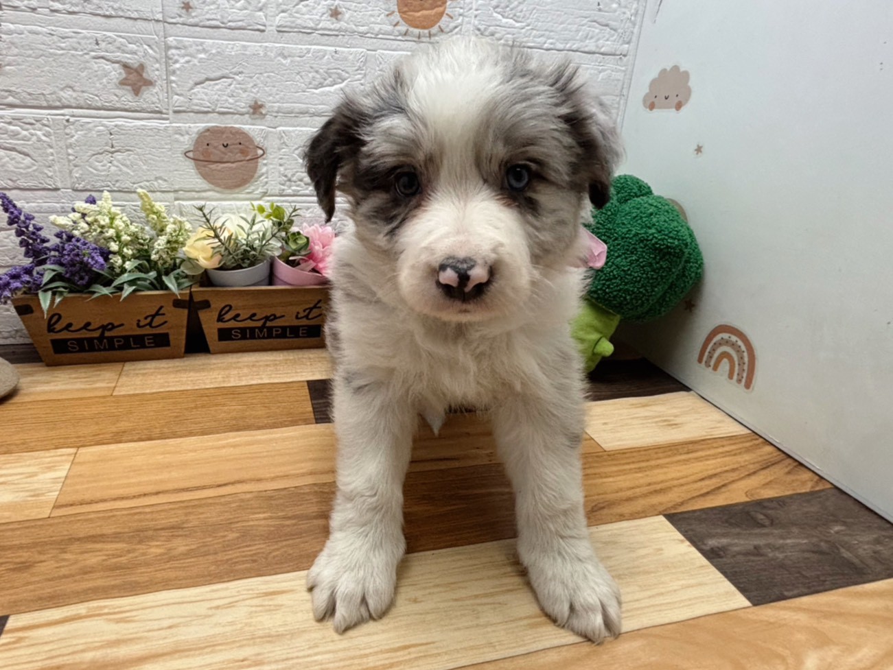 ボーダーコリー