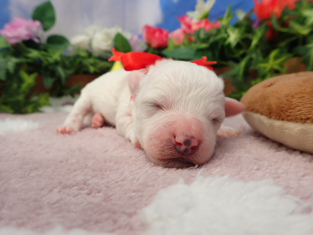 ビション・フリーゼ