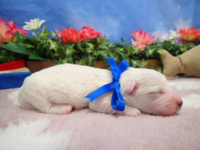 赤ちゃん写真1-2