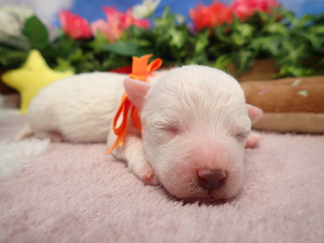 ビション・フリーゼ