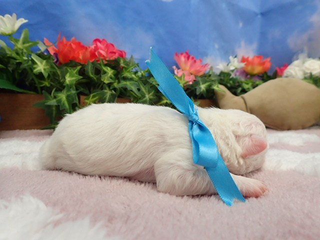 赤ちゃん写真1-2
