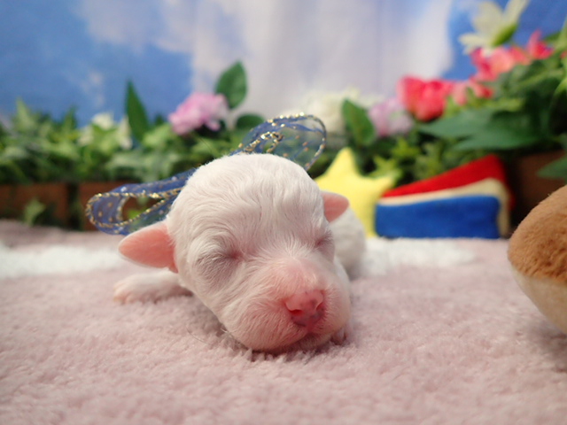 ビション・フリーゼ