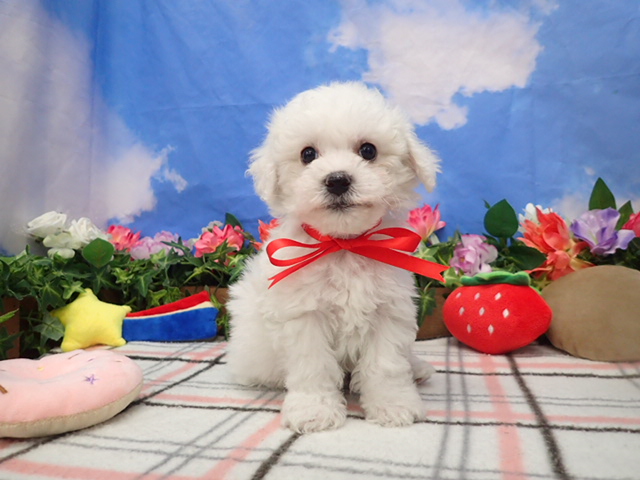 ビション・フリーゼ