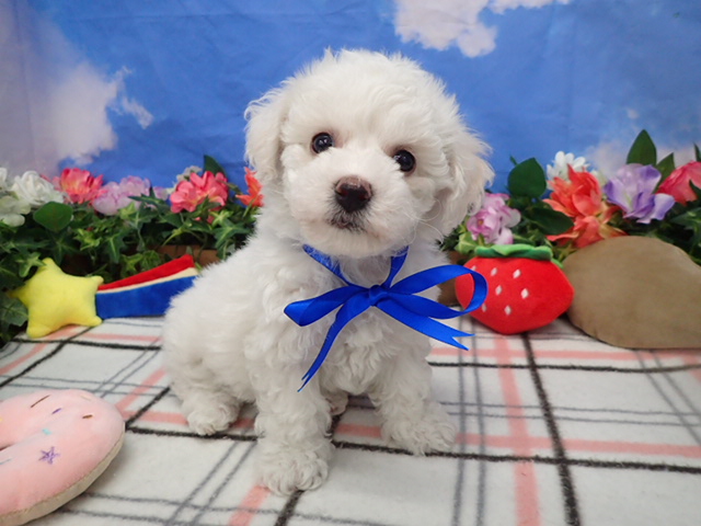 ビション・フリーゼ