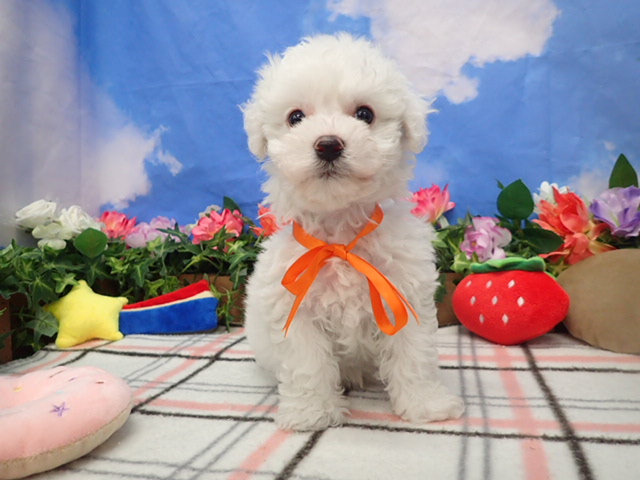 ビション・フリーゼ