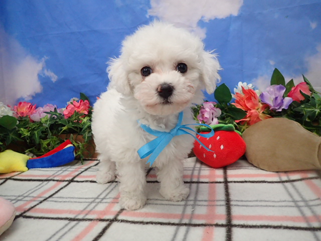 ビション・フリーゼ