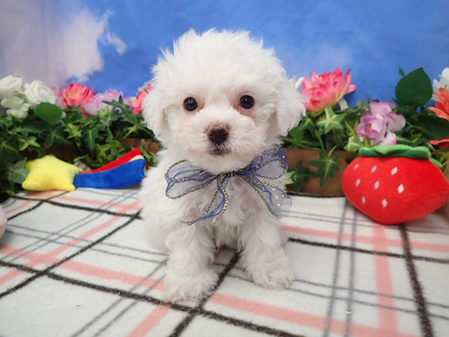 ビション・フリーゼ