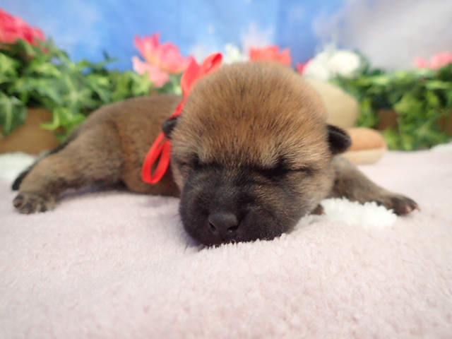 赤ちゃん写真1-1