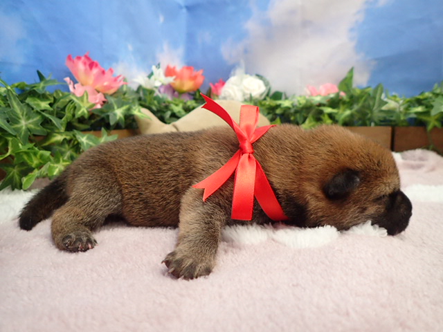 赤ちゃん写真1-2